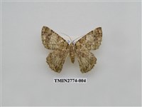 藏品(尺蛾345)的圖片